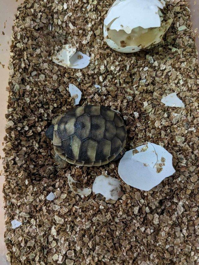 Preview of the first image of Hermann tortoise hatchlings for sale.