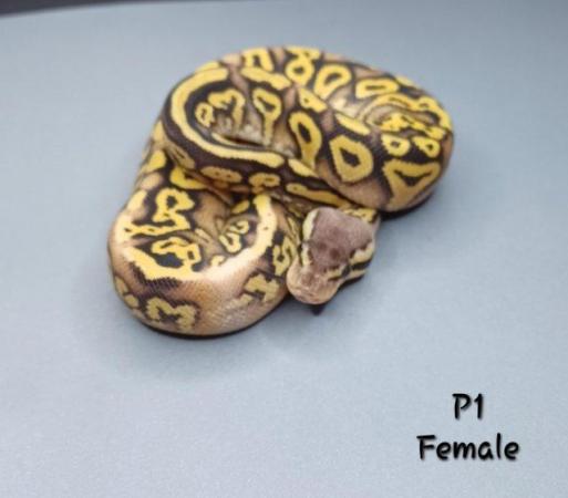 Image 32 of Various Hatchling Ball Python's CB23 - Availability List