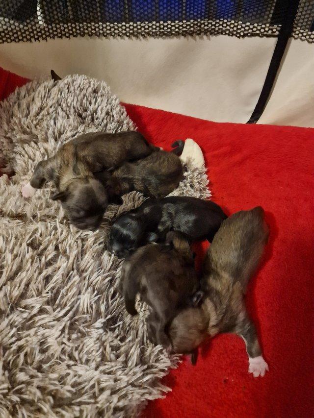 Preview of the first image of Shih tzu puppies **born 9th jan**.