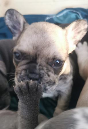 Image 14 of reduced qualityKc registered french bull dog puppies