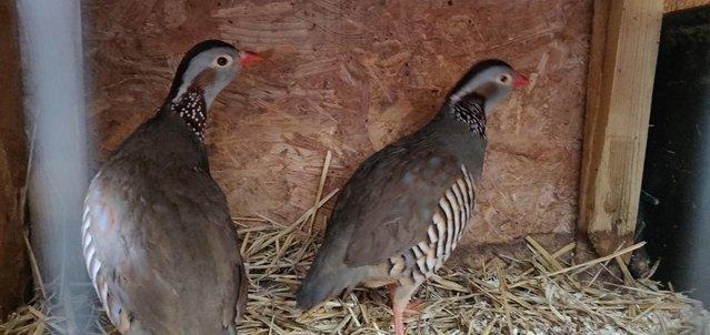 Image 1 of Female Barbary Partridge For Sale