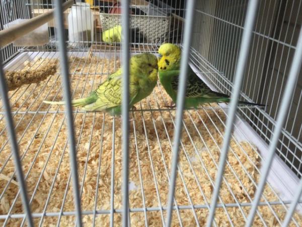 Image 5 of Pair of Budgies for sale.