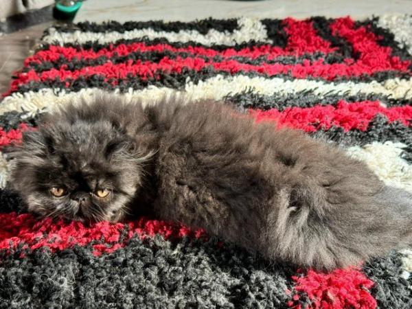 Image 4 of Handsome black Persian Kitten