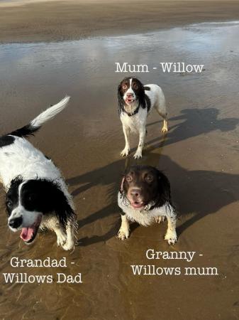 Image 21 of READY NOW Fabulous English springer puppies