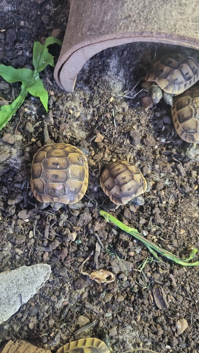 Preview of the first image of Mediterranean spur thigh tortoises - hatchlings.