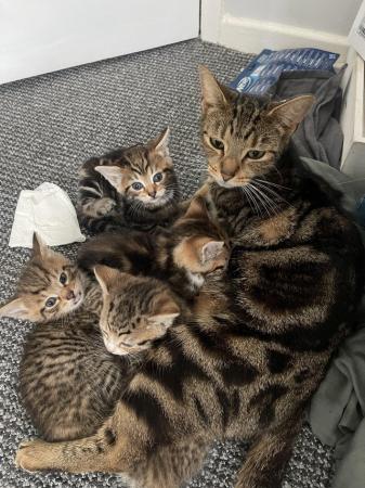 Image 1 of Beautiful 8 week old kittens