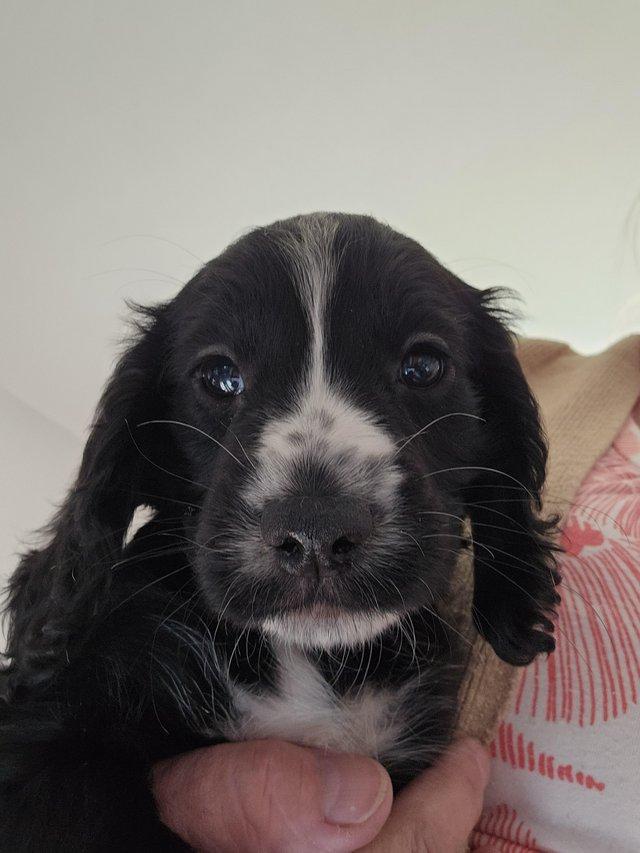 Preview of the first image of Sprocker Spaniel Last Girl & Boy Ready Now.