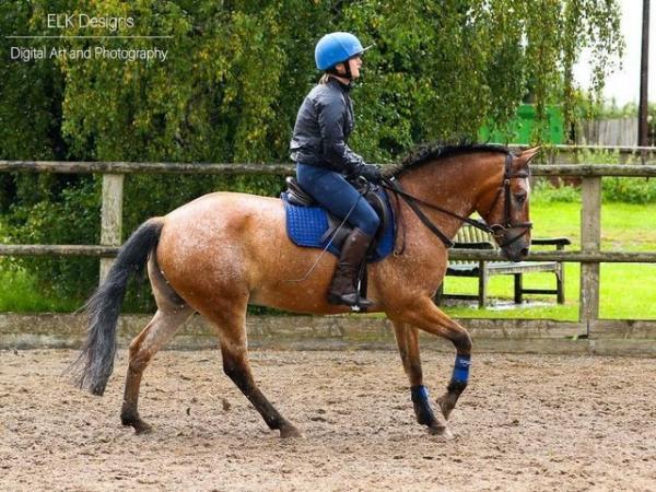 Image 2 of Gelding For part loan/share