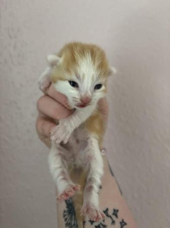Image 3 of Gorgeous Kittens for sale