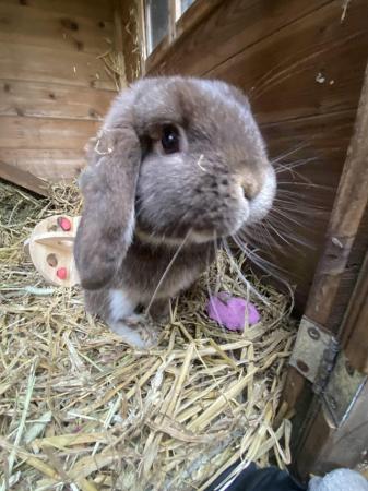 Image 2 of 6 month old lop eared rabbit for sale