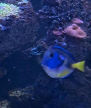 Image 2 of Regal Tang Yellow Belly Medium Size 2 Years Old