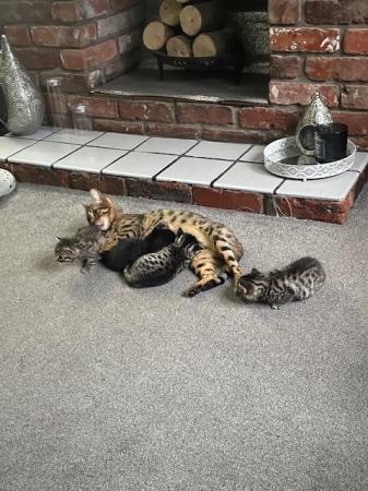 Image 6 of 9 week old femal Bengal Kittens ready for thier forever home