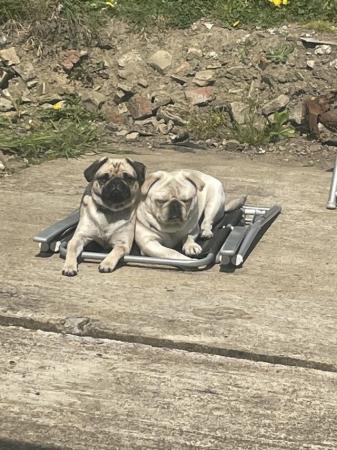 Image 4 of 3 year old female & 2 year old male pugs for sale