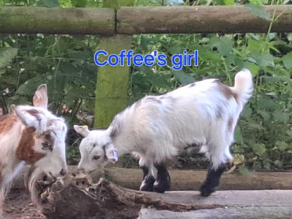 Image 6 of Disbudded pygmy goat kids