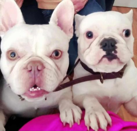 Image 1 of Douglas and Frenchie are both full white Frenchies.