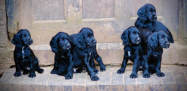 Image 9 of working cocker spaniel puppies for sale KCreg