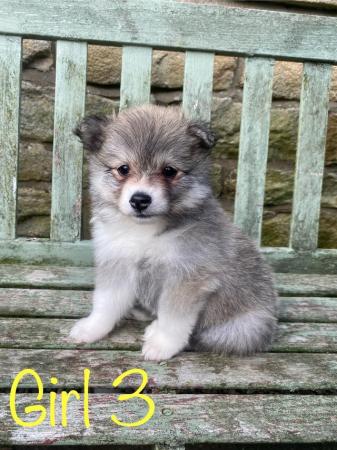 Image 7 of F2 Pomsky puppies for sale