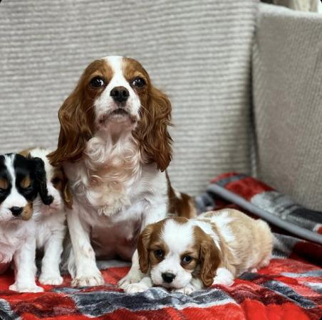 Image 2 of STUNNING CAVALIER KING CHARLES PUPPIES