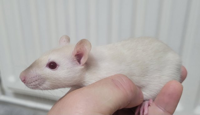 Image 8 of Baby straight hair and double rex male siamese rats