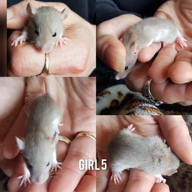 Preview of the first image of Rats babies!!!!!!!!!!!!!!!!!!!!!.