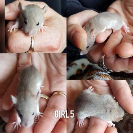 Image 1 of Rats babies!!!!!!!!!!!!!!!!!!!!!