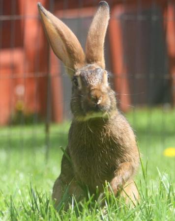 Image 6 of Belgian Hares – Pedigree