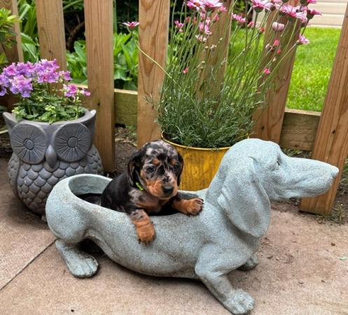 Image 23 of KC registered Quality miniature dachshund puppies