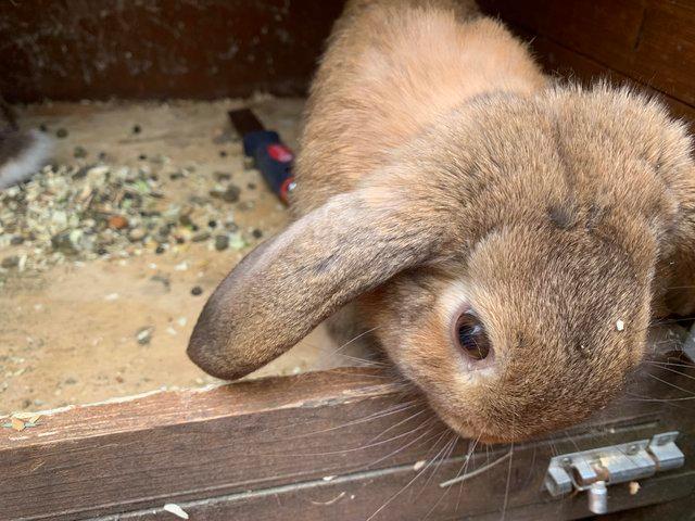 Preview of the first image of Male Dwarf Lop Rabbit for sale.