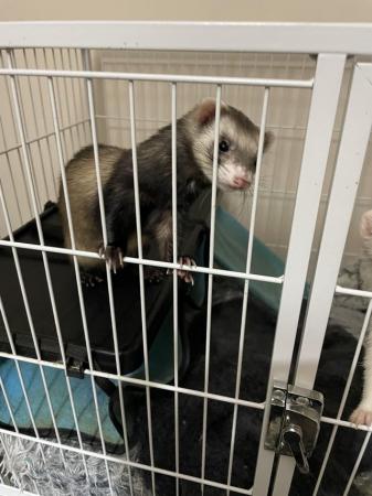 Image 5 of 2 female ferrets for sale