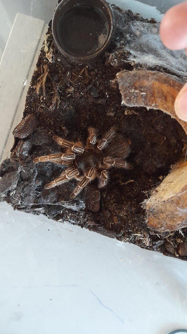 Preview of the first image of Female striped knee tarantula.