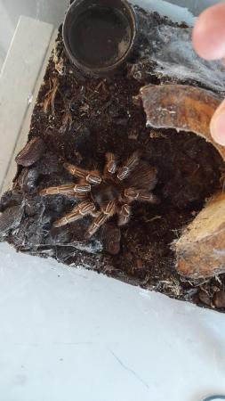 Image 1 of Female striped knee tarantula