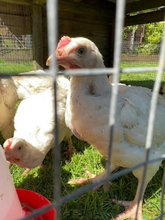 Image 1 of Commercial Broilers (Table / MEAT Chickens).