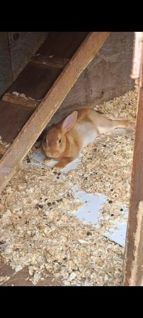 Image 5 of Farm Bred Young Mini Rex Bunnies for sale