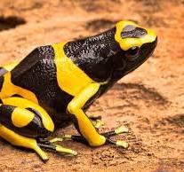 Image 4 of Bumblebee Dart Frog Yellow and Black