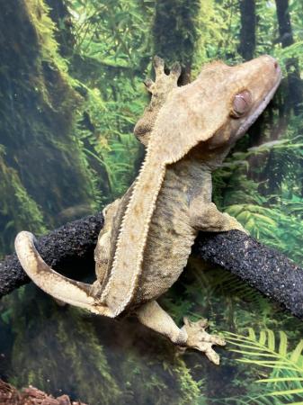 Image 2 of Adult female harlequin crested gecko