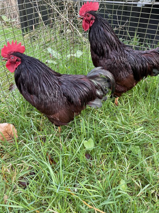 Preview of the first image of Rhode Island Red Bantam Cockerel 20 wks..