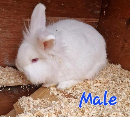 Image 7 of 1 Albino Lion-Lop Bunny For Sale