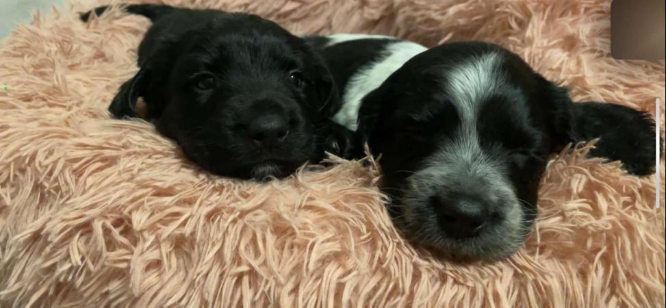 Image 5 of REDUCED only two Sprocker Spaniel Pups left! Ready now!