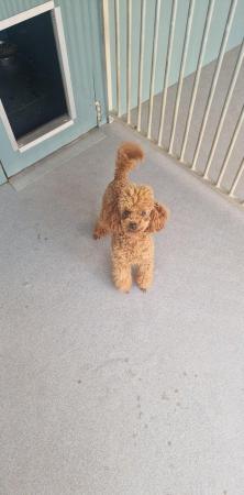Image 7 of "SUPER SETH" RED TOY SIZED POODLE FOR STUD
