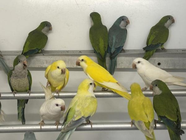 Image 3 of Various Quaker parakeets available