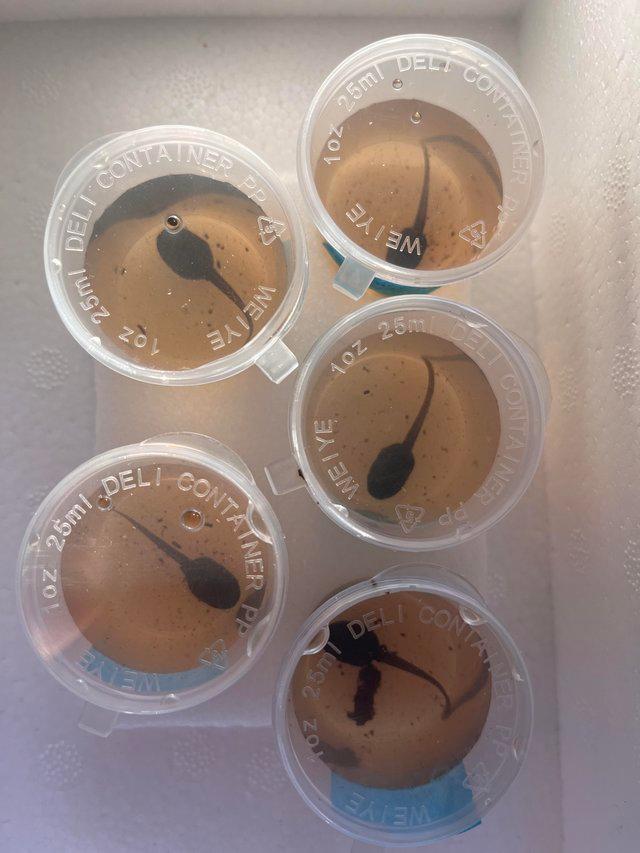 Preview of the first image of Dart frog tadpoles for posting.