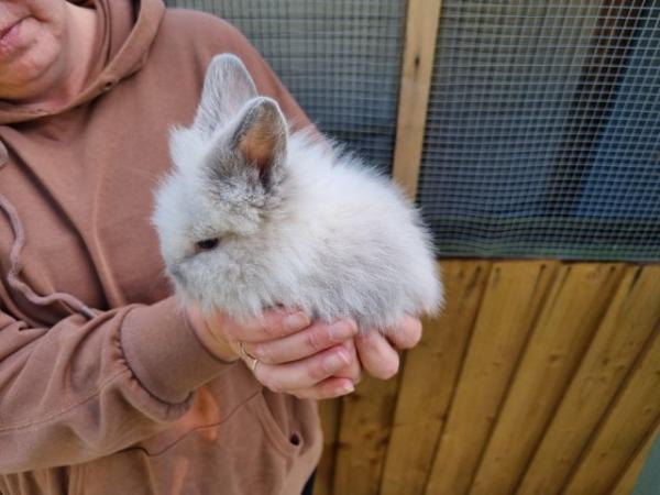 Image 3 of Lion head rabbits for sale