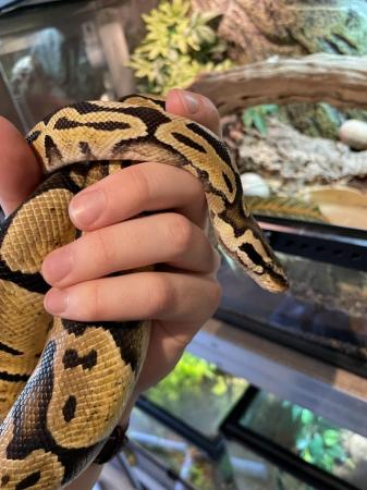 Image 2 of 4 year old Ball Python with Vivarium for sale