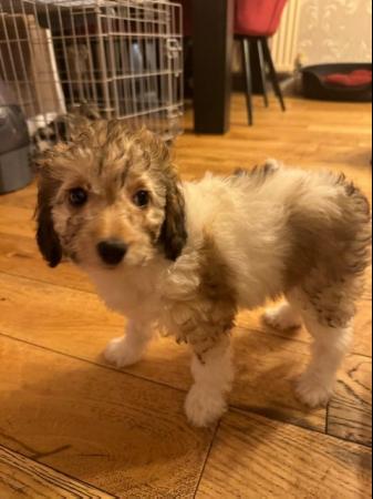 Image 3 of Male female phantom brown/white black/tan toy poodle puppies