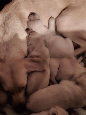 Image 6 of Beautiful pedigree Labrador puppies, raised in the home.