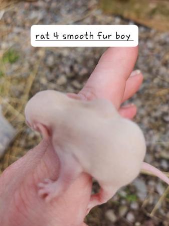 Image 12 of Extremely friendly baby rats ready 17th june