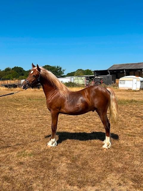 Welsh Section D Colt Yearling — photo 2 of 3