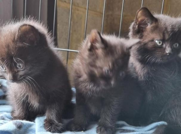 Image 5 of 8 week old black kittens