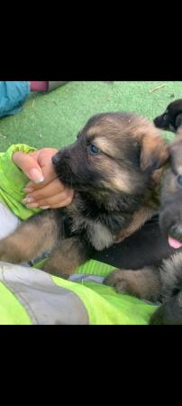 Image 3 of German shepherd pups Black and tan