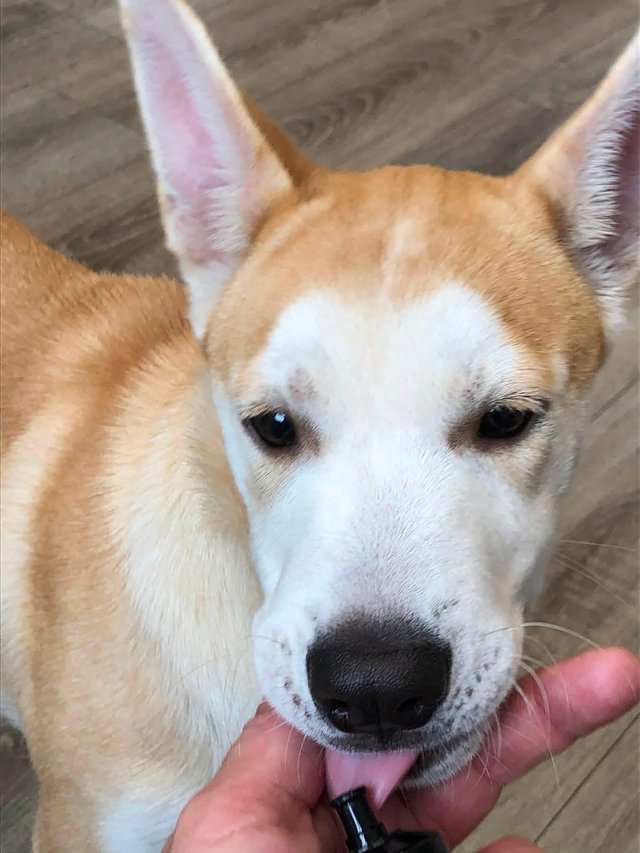 14 week old boy husky/german shepherd for sale — photo 4 of 4